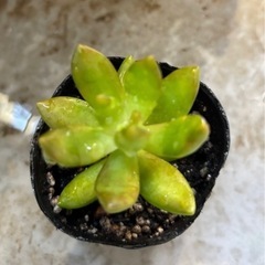 ①多肉植物　カット苗　無料の画像