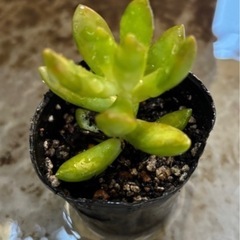 ①多肉植物　カット苗　無料の画像