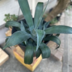 鉢植え植物の画像