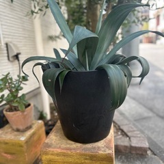 鉢植え植物の画像