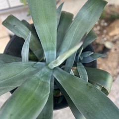 鉢植え植物の画像