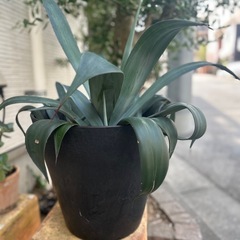 鉢植え植物の画像
