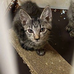キジトラ 子猫ちゃん