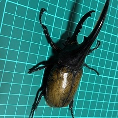 ヘラクレスオオカブトペア　オスフセツ欠けの画像