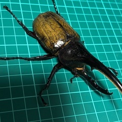 ヘラクレスオオカブトペア　オスフセツ欠けの画像