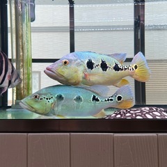 
キクラの画像