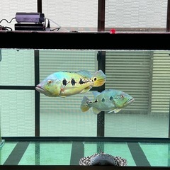 
キクラの画像