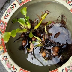 金魚の画像