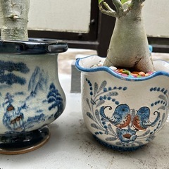 観葉植物の画像
