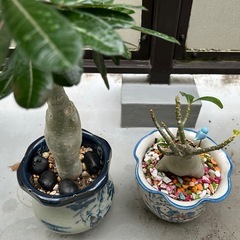 観葉植物の画像