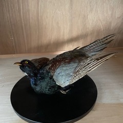 剥製・キジの剥製の画像