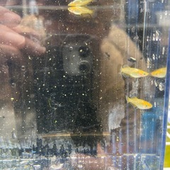【数量限定2セット  大特価セール！】レモンスカッシュ10匹 500円 の画像