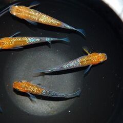 【早い者勝ち】最新世代『蒼煌』オス3・メス2の画像