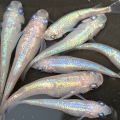 [上物ピンチューン]メダカ　♂４♀６　１０匹の画像