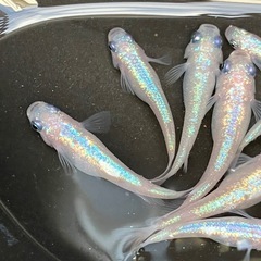 [上物ピンチューン]メダカ　♂４♀６　１０匹の画像