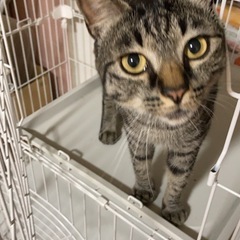里親様募集　甘えん坊のキジ猫君