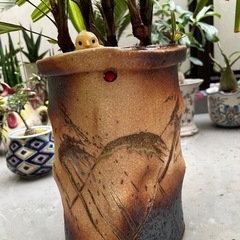観葉植物の画像