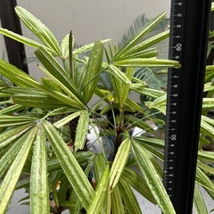 観葉植物の画像