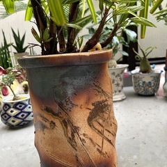 観葉植物の画像