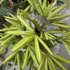 観葉植物の画像