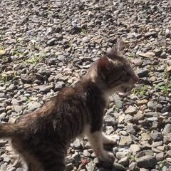 里親募集 - 猫