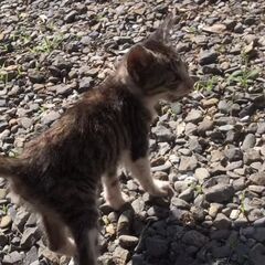 里親募集 − 熊本県