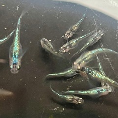 メダカ　8ビート　30匹前後
の画像