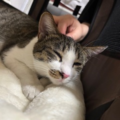 【迷子猫・飼い主様探していませんか】人懐こいキジシロ猫♂を…