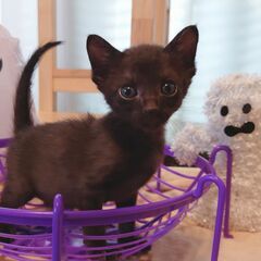 皆既月食の日に保護したしょくちゃん