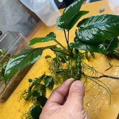 アヌビアス バルテリーの画像