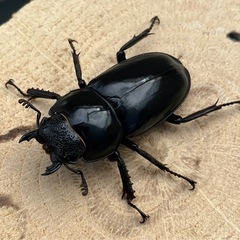 【WF1】マキシカクワガタ　新成虫ペアの画像