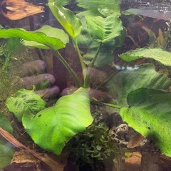 アヌビアス バルテリーの画像
