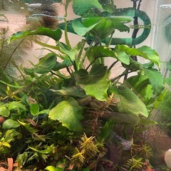 アヌビアス バルテリーの画像