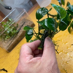 アヌビアス バルテリーの画像