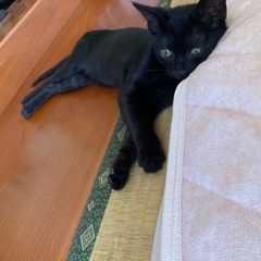 3ヶ月くらいのオスの黒猫
