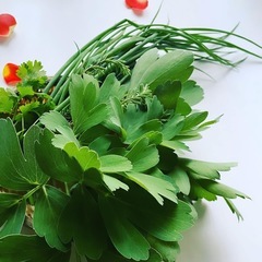 ◉長命草（ボタンボウフウ） 種　300粒の画像