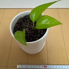 観葉植物　元気なポトスの画像
