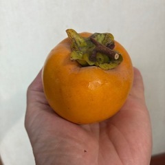 🍊干し柿用の渋柿 約2kgの画像
