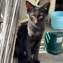 黒猫　メス　生後3．５ヶ月