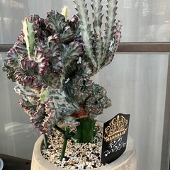 ユーフォルビア　マハラジャの画像