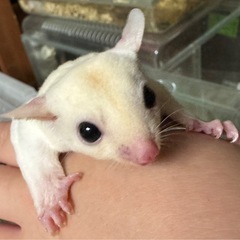 フクロモモンガ 各カラー 離乳してます！ - ペット