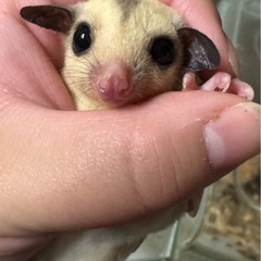 フクロモモンガ 各カラー 離乳してます！