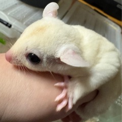 フクロモモンガ 各カラー 離乳してます！ − 奈良県