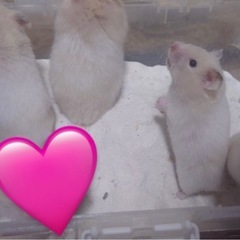 ハムスターの里親様募集