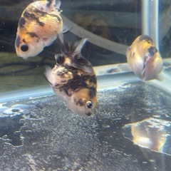 【無料】金魚　ハネ　らんちゅう（江戸錦）　10匹の画像