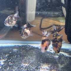 【無料】金魚　ハネ　らんちゅう（江戸錦）　10匹の画像