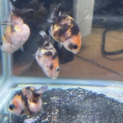 【無料】金魚　ハネ　らんちゅう（江戸錦）　10匹の画像