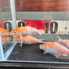 錦鯉　5匹セット①の画像
