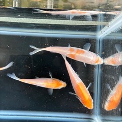 錦鯉　5匹セット①の画像