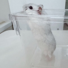 ハムスター